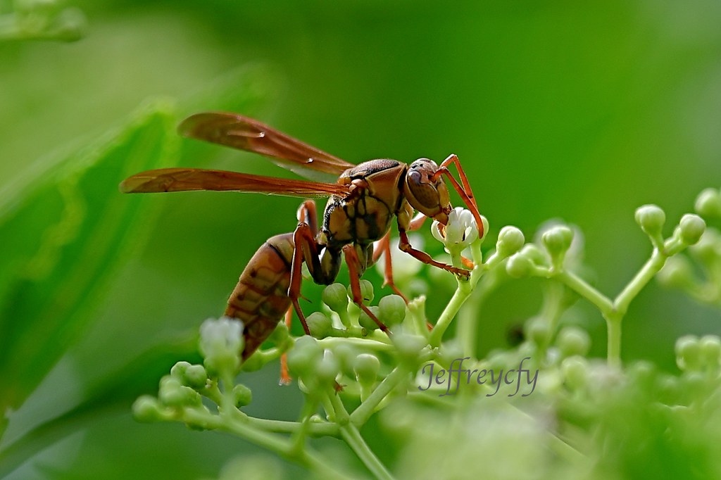 Polistes japonicus